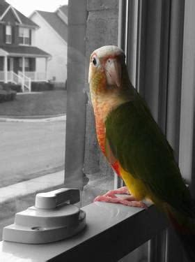 Young Pineapple Conure with Cage, Food, Toys, etc in need of Home for ...