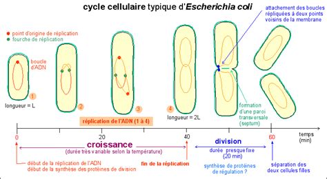 Cellules Et Construction De L Organisme Vivant