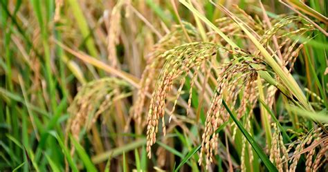 14 Top Rice Varieties In Bangladesh