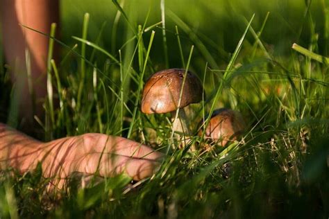 How To Get Rid Of Mushrooms In Your Yard Wikilawn