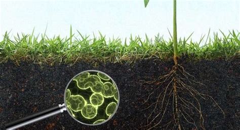 Ll Suolo Agrario Tra Integrato Biologico E Biodinamico