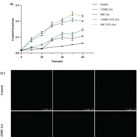 Analysis Of Cellular Uptake And Membrane Damage A GA Uptake By E Coli