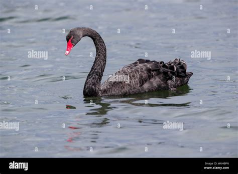 Le cygne noir Banque de photographies et dimages à haute résolution