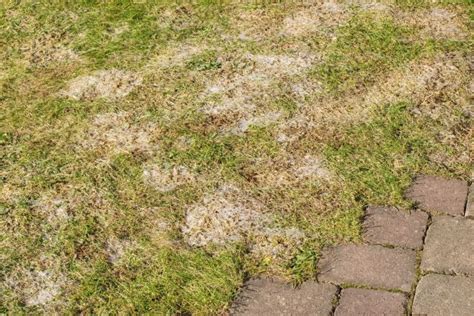 Signs Of Grubs On Your Lawn Hidden Lawn Threats Lawn Care Tips In New Orleans La Lobb Alexis