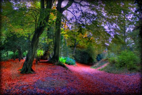 Fond d écran lumière du soleil des arbres paysage la nature herbe