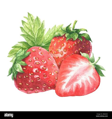 Hand Drawn Watercolor Strawberry Bunch With Green Leaves Delicious