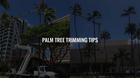 Essential Palm Tree Trimming Tips for a Tropical Paradise