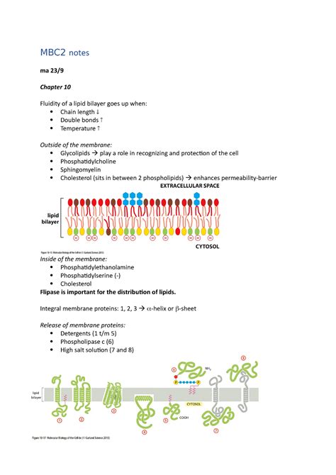 Microbiologie 2 Samenvatting Alle Colleges RUG Studeersnel