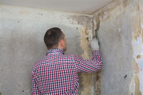 Mold Inspection And Testing 5 Benefits Of Hiring A Professional Service