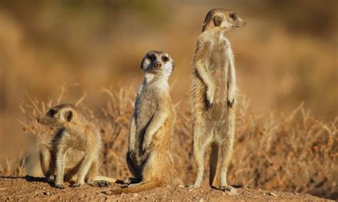 Pin On Erdm Nnchen Meerkat