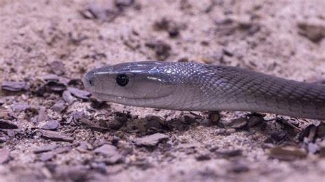 Serpente Pericoloso Entra In Un Asilo Nido L Uomo Lo Cattura Ma A Casa