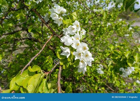 Flores Blancas En Las Ramas De Un Manzano Floreciente En Primavera Foto