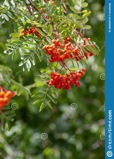 Rowan Is A Valuable Fruit Medicinal And Decorative Plant A Bunch Of