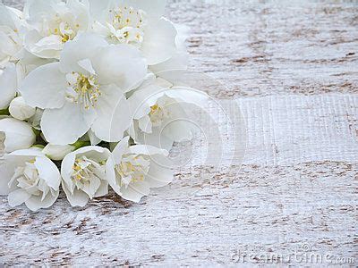 White Dogwood Flowers Bouquet on Rustic Wooden Background