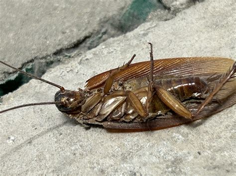 Current local cockroach infestation part of a bigger problem | SMF News