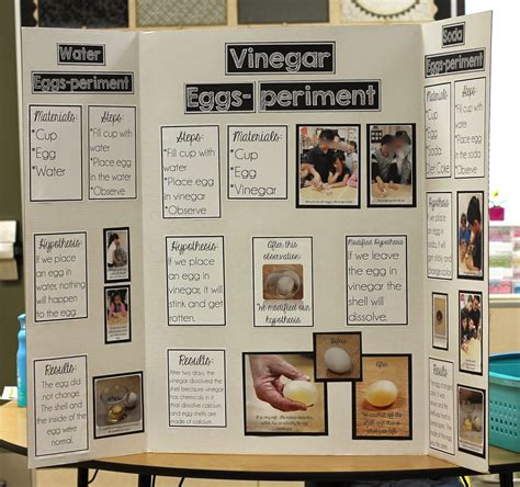 Science Fair Projects Using Eggs