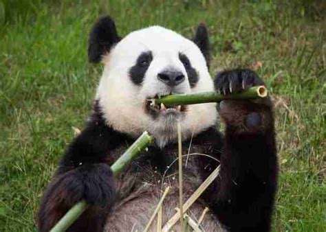 Why Do Giant Pandas Spend So Much Time Eating? (Solved!)