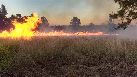 Fogo Destr I Grande Rea De Vegeta O Perto Da Col Nia Santa Marina Em