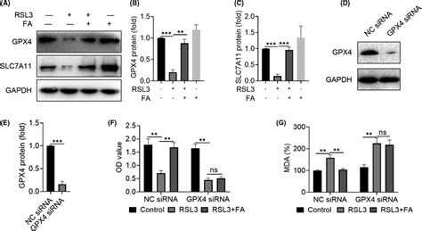 Farrerol Plays An Antiferroptosis Role Through A Gpx Dependent