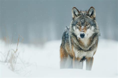 Premium Photo Gray Wolf Canis Lupus Wolf Standing In The Snow Captive