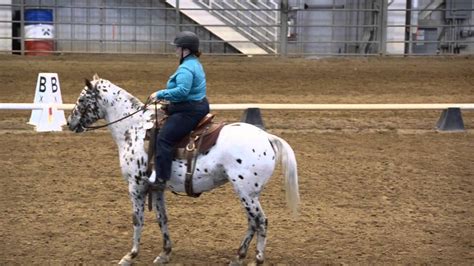 Western Dressage Intro Level Test Youtube