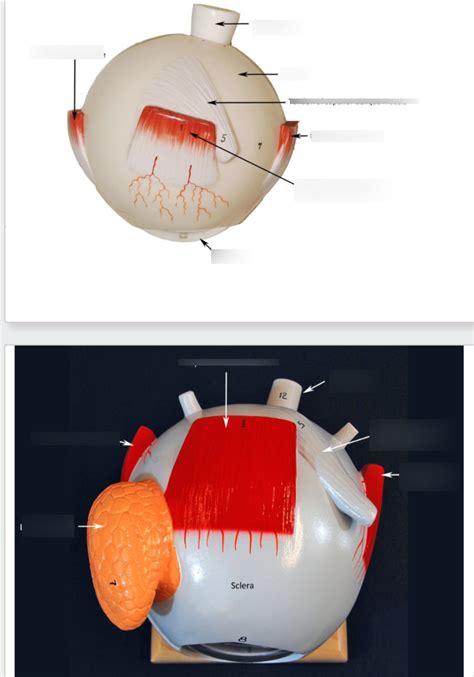 Superior Eye Model Diagram Quizlet