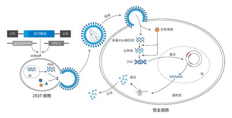 慢病毒 和元生物