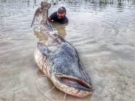 Kisah Lele Raksasa Sakti Misterius Hidup Di Danau Reaktor Nuklir