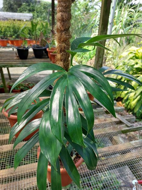 Epipremnum Pinatum Dragon Tail Furniture Home Living Gardening