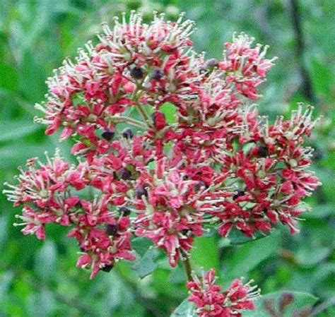 Henna Seeds Lawsonia Inermis Mehndi Dye Plant Henna Etsy