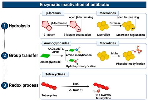 Mechanisms Of Antibiotic Resistance Encyclopedia Mdpi