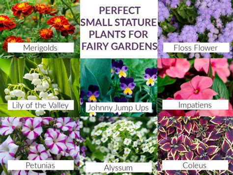 35 Best Fairy Garden Plants (& I've tried A LOT of plants!) | Fairy ...