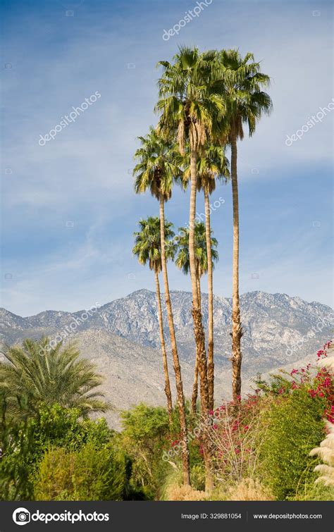 Classic California Landscape Palm Trees Desert Mountainst — Stock Photo ...