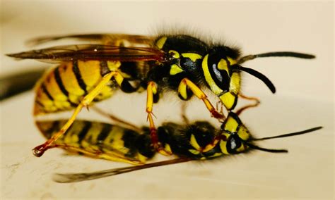 It S Wasp Season Everything You Need To Know About Wasps In Minnesota Valor Pest Solutions