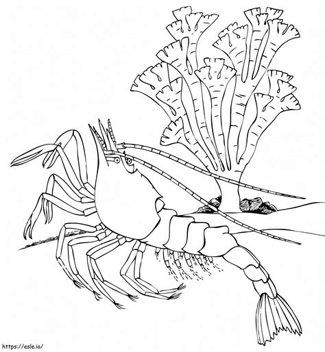 Shrimp Printable Coloring Page