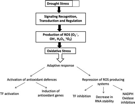 Differential Responses Of The Drought Responsive Genes Under