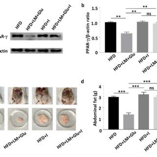 Attenuation of HFD induced upregulation of PPAR γ by L mesenteroides