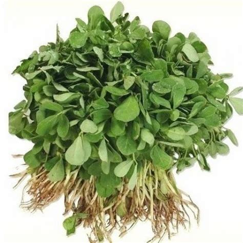 Fenugreek Leaf Packaging Size Kg Kg Kg Kg Kg At