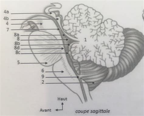 Diagramme De FC12 Cervelet Cervelet 1 Quizlet