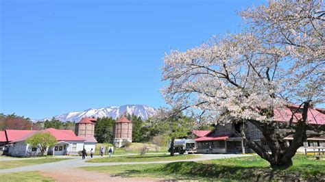 GW前の小岩井農場の桜は散り初めでした。 | ふう。出来るだけ書くぞ。～岩手からですけど。 - 楽天ブログ