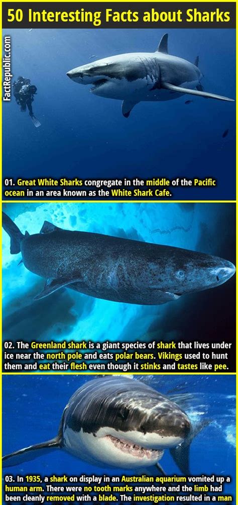 50 Interesting Facts About Sharks Fact Republic Shark Facts Fun