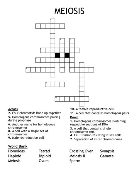 MEIOSIS Crossword WordMint