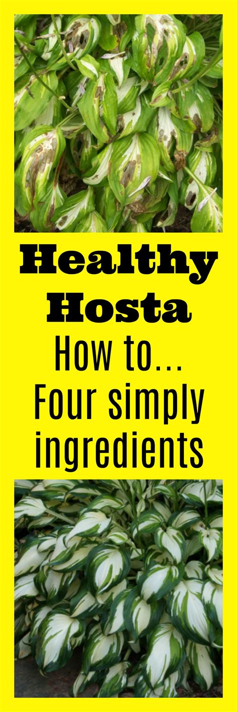 The Best Homemade Solution For Hostas Care Mamas Blog Central