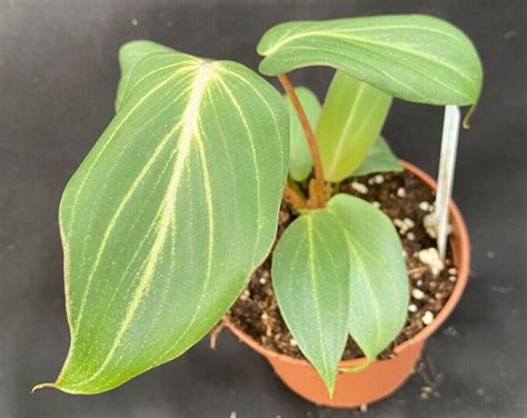 Philodendron Gloriosum Dark Form, Rooted Plant Shipped in 3" Pot - Etsy