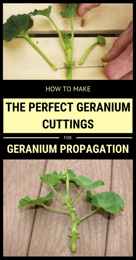 Geraniums Propagation - DIY