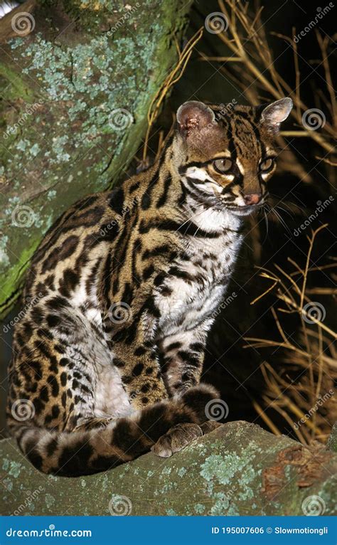 Margay Cat Leopardus Wiedi Adult Sitting On Branch Stock Photo