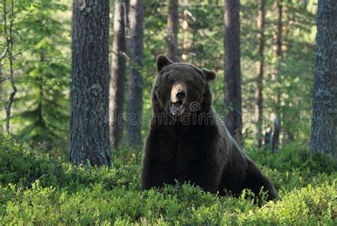 Grande Orso Bruno Che Rugge Nella Foresta Selvaggia Finlandese Immagine