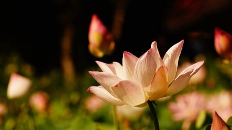 2685x1795 Flower Close Up Pink Flower Lotus Wallpaper