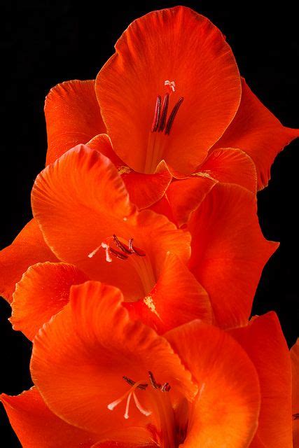 Orange Gladiolus 2 by Tom Whitney Photography, via Flickr Home Flowers ...