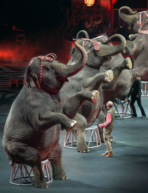 Former performers of ringling bros share a surprising look behind scenes